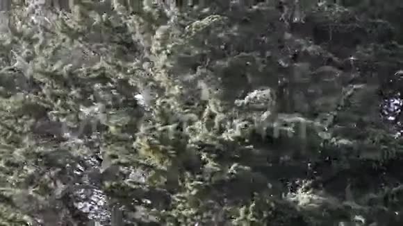 大树枝在大风中摇曳视频的预览图