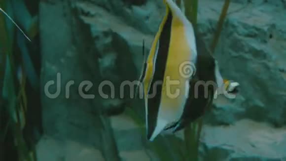 在水族馆的特写镜头里种颜色鲜艳的鱼视频的预览图