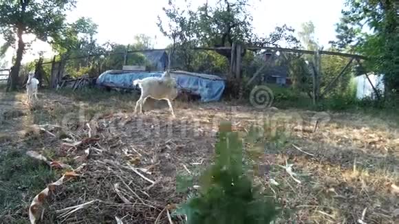 白羊座吃人手里的草乌克兰波迪利亚赫梅尔尼茨基视频的预览图