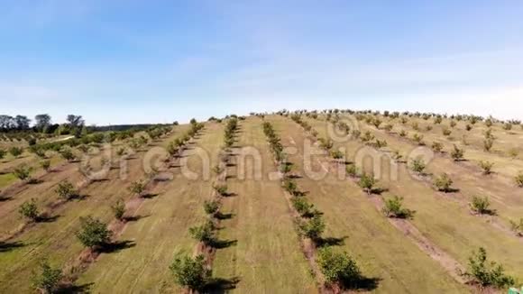 农场核桃种植地农村种植园里一排排健康的核桃树树上的核桃成熟了视频的预览图