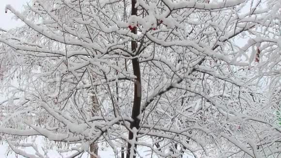 雪树浪漫美丽视频的预览图