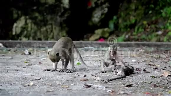 家庭猴子儿童游戏马来西亚视频的预览图