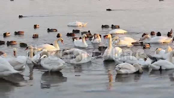 河上的白天鹅和鸭子鸟儿拍打翅膀捕食羽毛视频的预览图