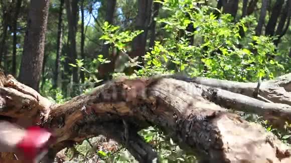 伐木工人正在砍干树视频的预览图