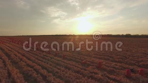 日落时有麻袋的农业田视频的预览图