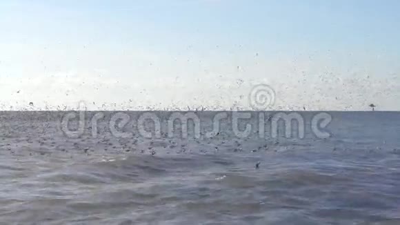 大群海鸥飞过大海视频的预览图