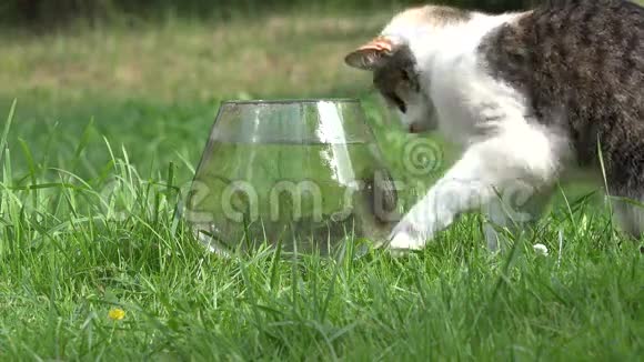 好奇的可爱的猫试图通过水族馆的玻璃捕捉鲫鱼特写镜头4K视频的预览图