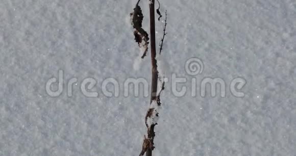 干燥的田野植物上飘来的轻雪视频的预览图