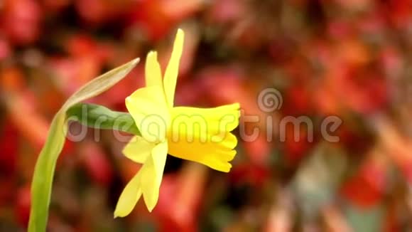 一只黄色水仙在风中摇曳视频的预览图
