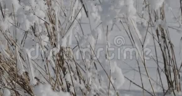 干燥的田野植物上飘来的轻雪视频的预览图