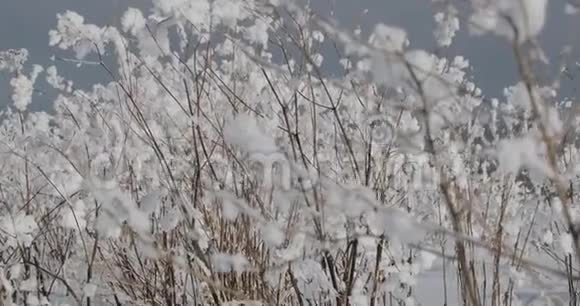 干燥的田野植物上飘来的轻雪视频的预览图