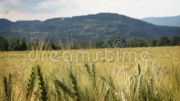 麦田前面有一些小麦植物视频的预览图