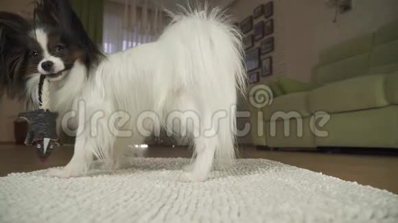 狗狗帕皮龙正在客厅的地毯上玩一个软玩具股票录像视频的预览图