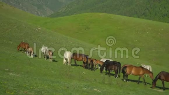 马和马走在绿草上山地景观视频的预览图