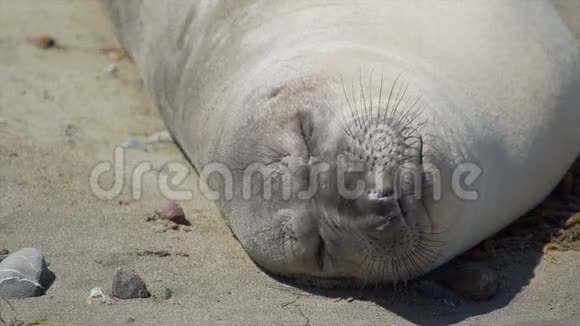 靠近一只睡在加州圣西蒙附近海滩上的大象海豹视频的预览图