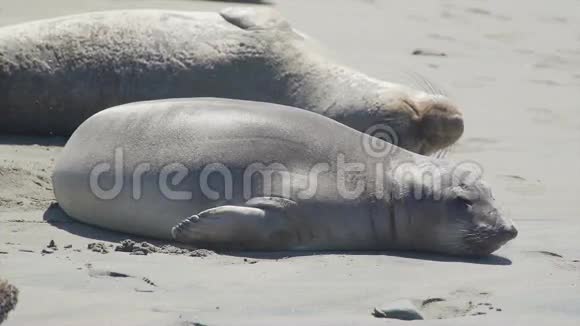 两只海豹在加州圣西蒙附近的海滩上晒太阳视频的预览图