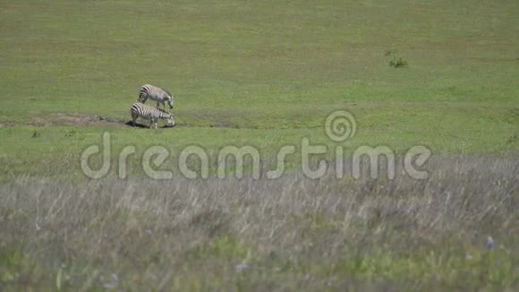 两只斑马在阳光明媚的春天吃草视频的预览图