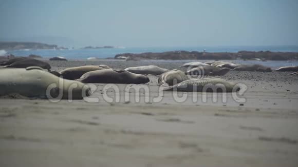 加州圣西蒙附近大象海豹的低视角视频的预览图