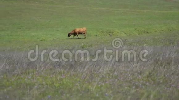 一头棕牛穿过田野视频的预览图