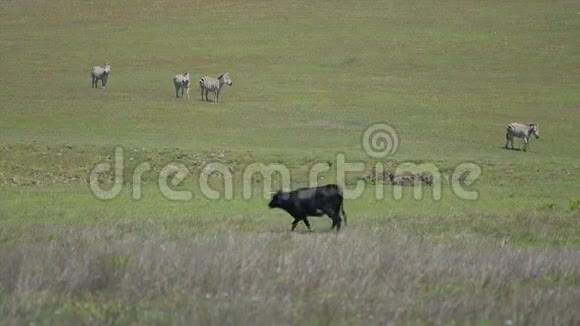 斑马在阳光明媚的春天靠近牛吃草视频的预览图