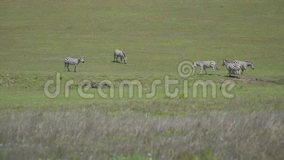 五只斑马在阳光明媚的春天吃草视频的预览图