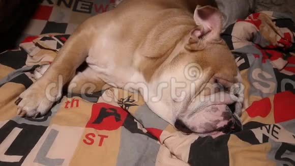 可爱的狗睡在家里的沙发上英国斗牛犬视频的预览图
