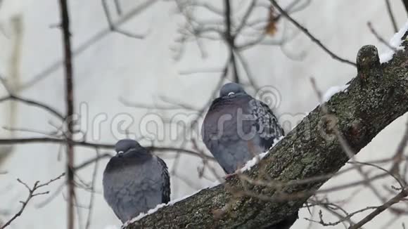 寒冷的一天两只乌龟鸽子坐在树上视频的预览图