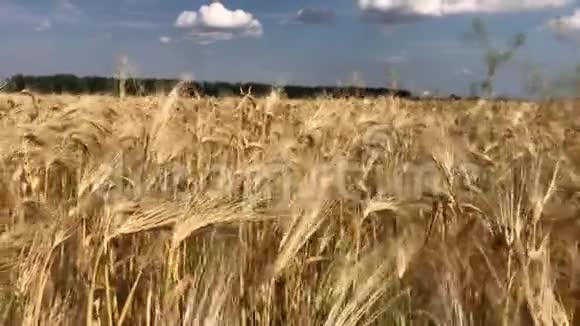 有小麦的田地视频的预览图