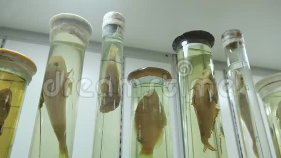 黄鱼自然历史博物馆自然历史博物馆鱼类标本视频的预览图