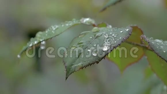 美丽的自然背景与雨滴和湿玫瑰叶视频的预览图