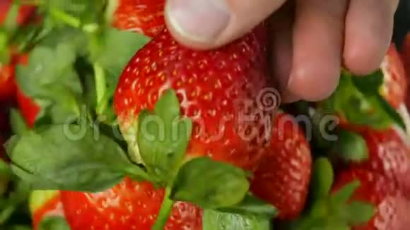 雄性检查大草莓对一组旋转草莓视频的预览图