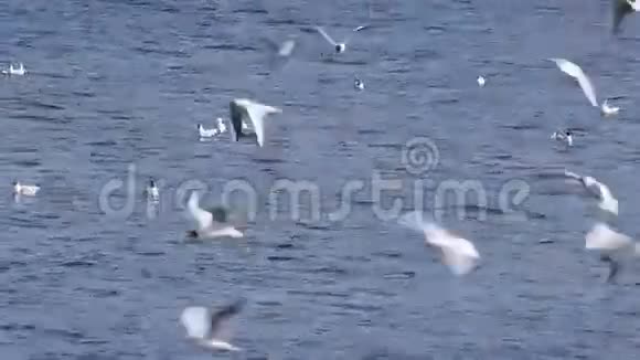 许多海鸥在蓝色的水面上飞翔哭泣视频的预览图