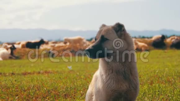牧羊犬守护着羊群视频的预览图
