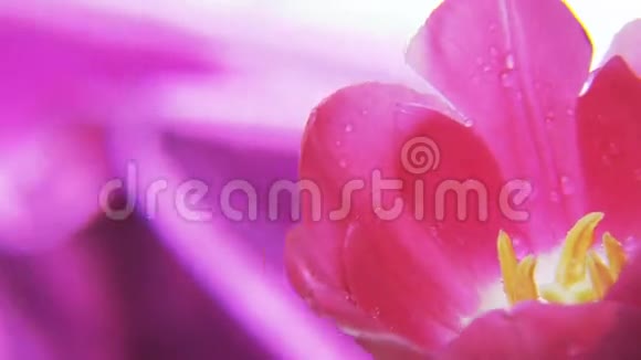 粉红背景下的紫郁金香旋转视频的预览图