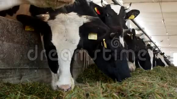 农场上的奶牛吃草在摊位上吃青贮饲料特写镜头农场上的奶牛农业工业母牛视频的预览图