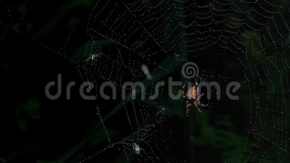 蜘蛛网在黑暗的森林里晨露织网在早晨的阳光下蜘蛛视频的预览图