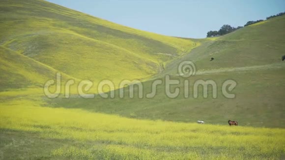 两匹马在黄色的田野里开满了鲜花视频的预览图