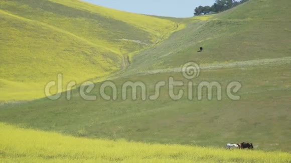 马在茂盛的田野里吃草早在短跑时就开满了花视频的预览图