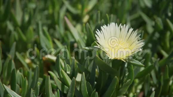 Pismo海滩上的非洲中胚菊花视频的预览图