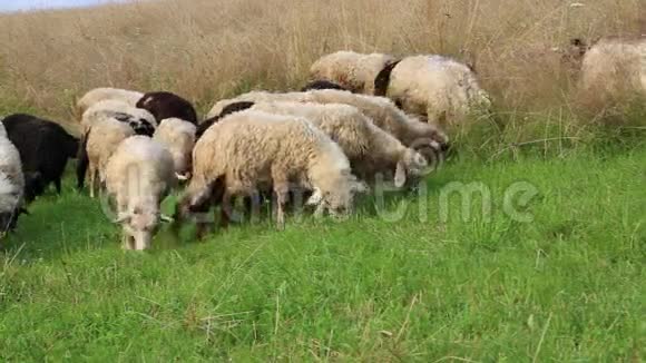 牧场上一群羊视频的预览图