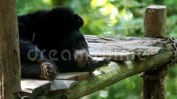 亚洲黑熊要睡觉了视频的预览图