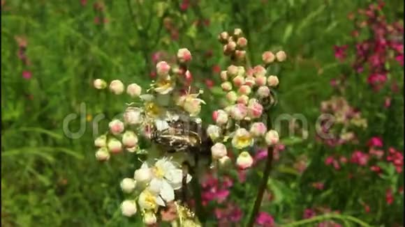 草甸的花视频的预览图