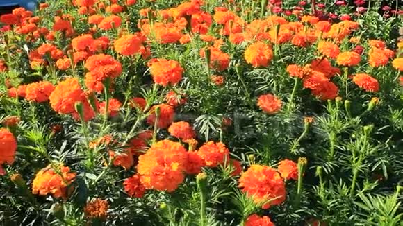 花园里万寿菊和星宿的美丽花朵视频的预览图