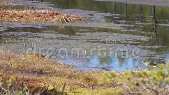 木沙情歌婚纱舞鸟儿在沼泽中交配视频的预览图