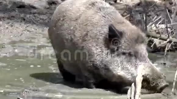 土里的野猪视频的预览图