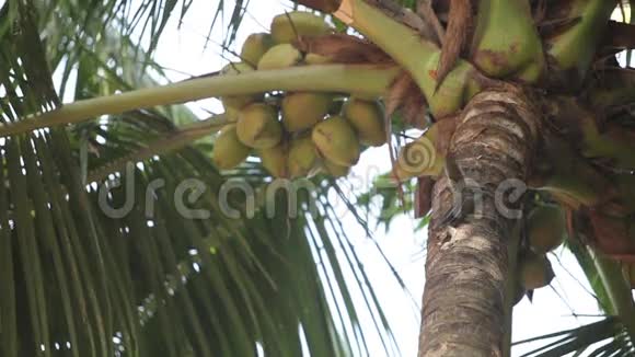 坐在绿棕榈树上的印度松鼠视频的预览图