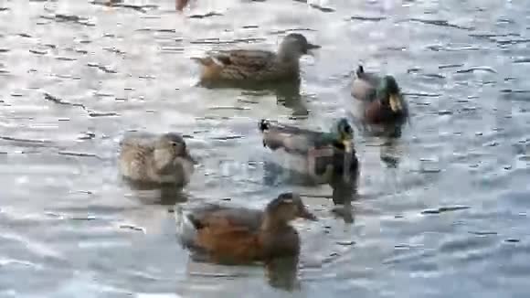 漂浮在池塘里的野鸭视频的预览图
