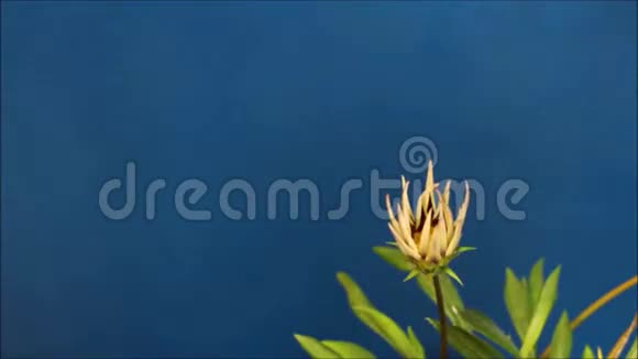 格贝拉的花在蓝色上绽放视频的预览图