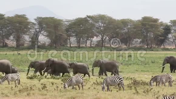 非洲象和平原斑马视频的预览图