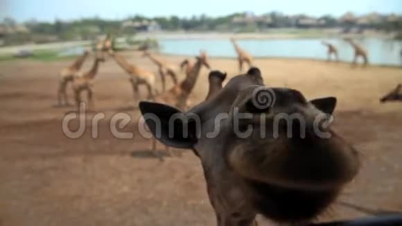 好奇的长颈鹿视频的预览图